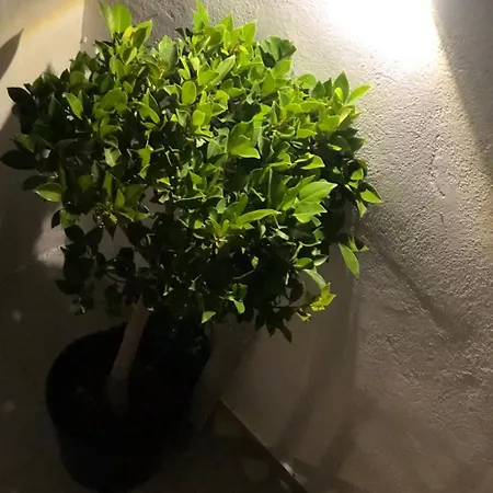 Olive House Ferienhaus Skiathos-Stadt