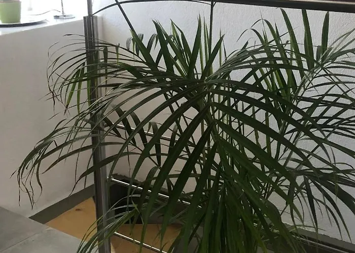 Olive House Case de vacanță