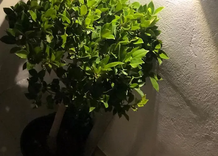 Olive House 펜션 스키아토스 타운